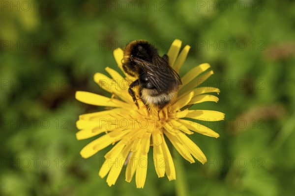 Close-up of a Large earth bumblebee (Bombus terrestris) on the yellow flower of a dandelion (Taraxacum), Germany