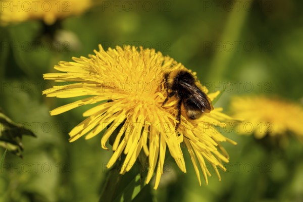 Close-up of a Large earth bumblebee (Bombus terrestris) on the yellow flower of a common dandelion (Taraxacum sect. Ruderalia), Germany