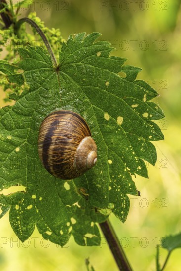 Close-up of a brown snail (Cepaea) on a gnawed leaf of a stinging nettle, Germany