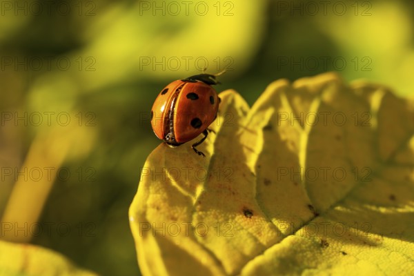 Close-up of a red ladybird (seven-spotted ladybird, Coccinella septempunctata) on an autumnal yellow leaf, Germany