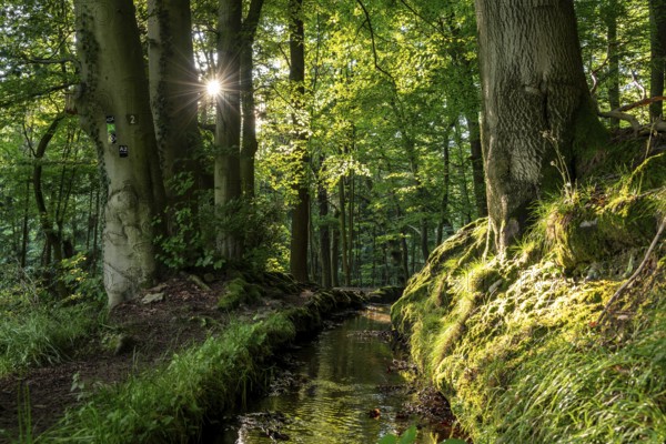 The sun shines on an idyllic hiking trail along the moat of the Schwalenberger Stadtwasser, lined with beech trees, Weg der Stille, Schieder-Schwalenberg, Teutoburg Forest, North Rhine-Westphalia, Germany