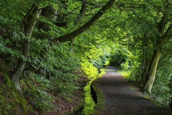 Idyllic hiking trail along the moat of the Schwalenberger Stadtwasser, lined with beech trees, Weg der Stille, Schieder-Schwalenberg, Teutoburg Forest, North Rhine-Westphalia, Germany