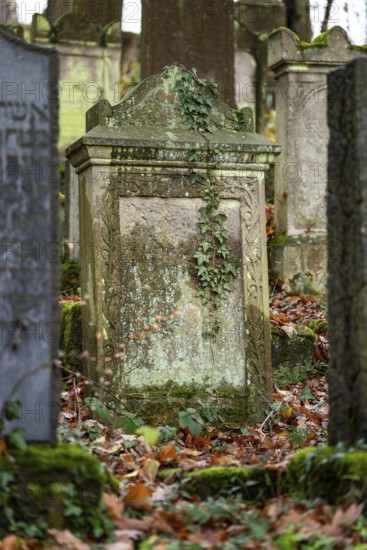 Gravestone with moss and ivy at the Bodenfelde Jewish Cemetery, Northeim district, Lower Saxony, Germany
