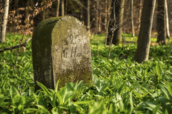 Moss-covered boundary stone surrounded by wild garlic in the forest on the Süntel, Lower Saxony, Germany