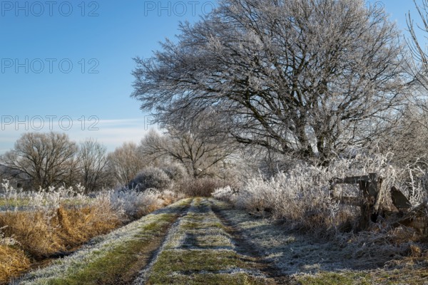 Field path through the Emmer meadows on a frosty winter morning, with icy trees and bushes at the edge of the path, Lügde, North Rhine-Westphalia, Germany