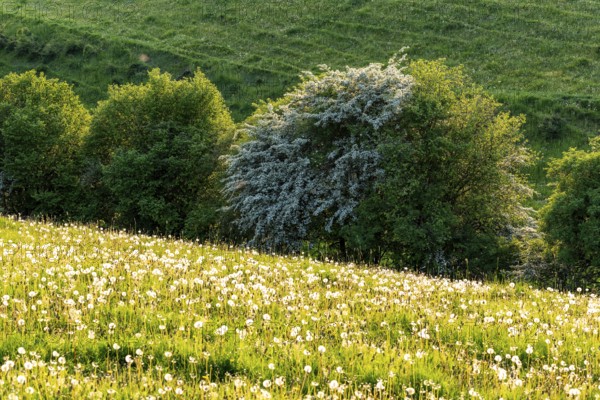 View across a meadow with ripe dandelions to a row of trees with a white flowering fruit tree, Ottenstein plateau, Lower Saxony, Germany