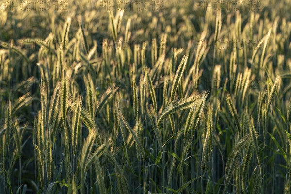 Full-format photograph of a rye field (Secale cereale) in atmospheric evening backlight, Germany