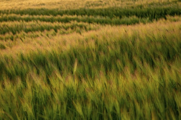 Full-format photograph of a barley field (Hordeum vulgare) in atmospheric evening backlight, Germany