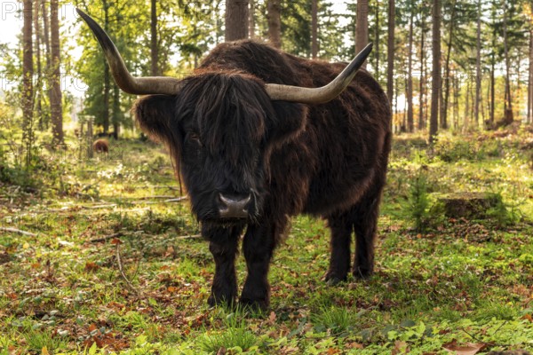 Highland cattle in a forest in the Wistinghauser Senne, Teutoburg Forest nature park Park, North Rhine-Westphalia, Germany