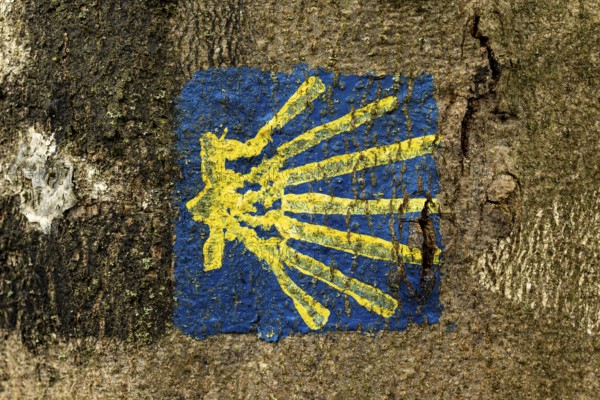 Hand-painted blue and yellow scallop shell on a tree to mark the Way of St James, near Höxter, North Rhine-Westphalia, Germany