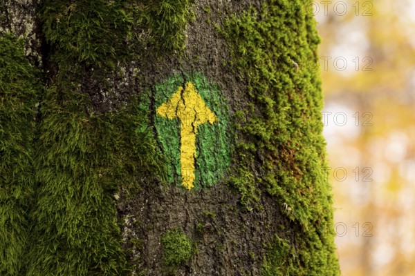 Hand-painted yellow arrow on a green circle on a moss-covered tree trunk as a marker for a hiking trail