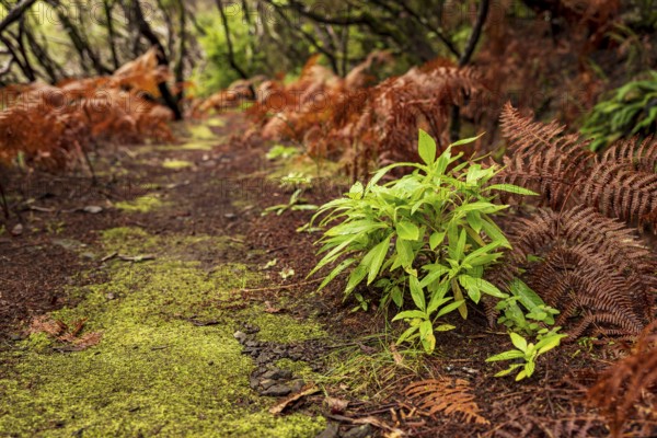 Moss-covered hiking trail along the Levada Velha do Rabaçal, lined with laurel trees, ferns and other tropical plants, Rabaçal nature reserve, Madeira, Portugal
