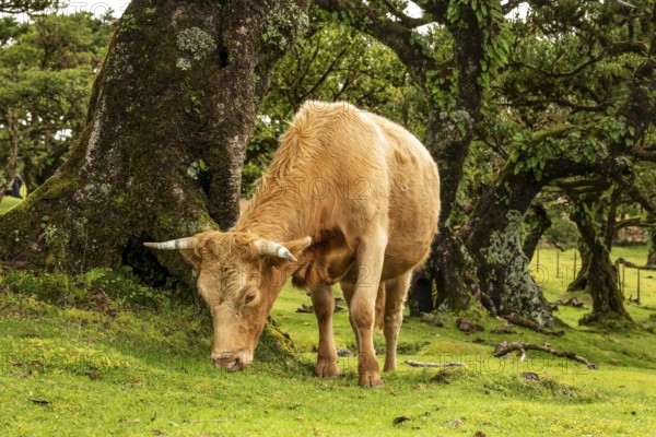A grazing cow in front of pristine laurel trees in the magical, mystical laurel forest of Fanal, protected area and UNESCO World Heritage Site Laurisilva, Madeira, Portugal