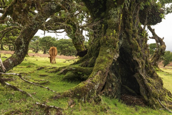 View of a grazing cow through the moss-covered branches of a primeval laurel tree in the fairytale, mystical laurel forest of Fanal, Laurisilva protected area and UNESCO World Heritage Site, Madeira, Portugal