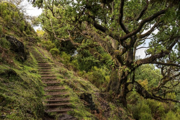 Moss-covered steps on a hiking trail in the mystical laurel forest of Fanal, lined with ancient laurel trees, protected area and UNESCO World Heritage Site Laurisilva, Madeira, Portugal