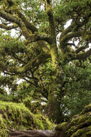 Ancient laurel tree with twisted branches overgrown with moss and ferns in the mystical laurel forest of Fanal, Laurisilva Protected Area and UNESCO World Heritage Site, Madeira, Portugal