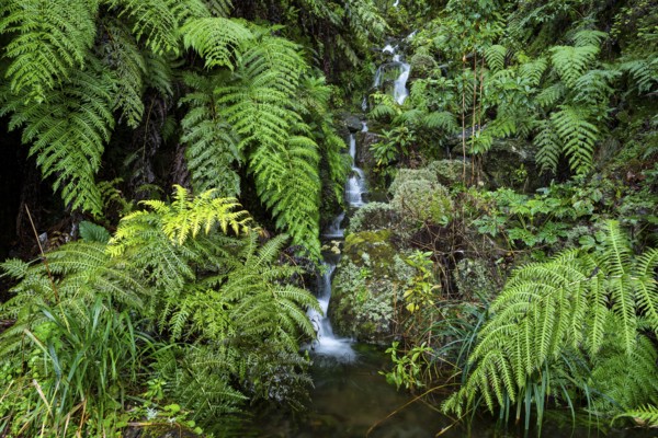 Cascades of a small waterfall in the secluded, mystical Folha Valley, lined with giant fern fronds and other lush tropical vegetation, Laurisilva, Madeira, Portugal