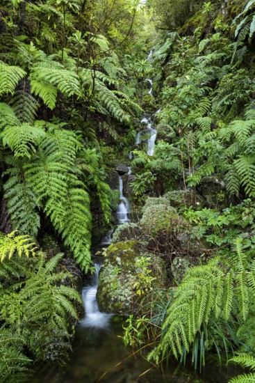 Cascades of a small waterfall in the secluded, mystical Folha Valley, lined with giant fern fronds and other lush tropical vegetation, Laurisilva, Madeira, Portugal