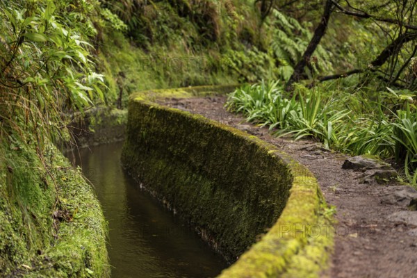 Caminho do Pináculo e Folhadal hiking trail along the moss-covered concrete Levada do Norte, Madeira, Portugal