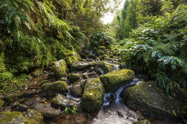 A stream flows through a mystical valley with primeval vegetation over moss-covered and fern-covered rocks, Levada da Achada Grande, Boaventura, Madeira, Portugal