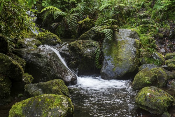 A small stream flows over moss-covered and fern-covered rocks in the middle of a primeval forest, Levada da Achada Grande, Boaventura, Madeira, Portugal