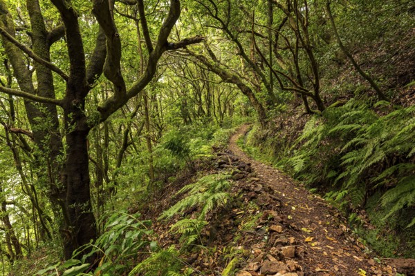 Hiking trail along the Levada do Moinho, lined by primeval forest with laurel trees, ferns and other tropical plants, Laurisilva laurel forest, Madeira, Portugal