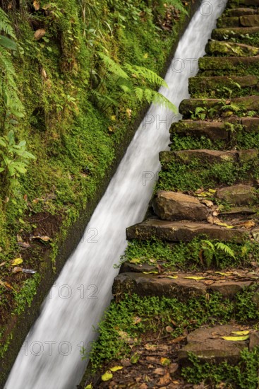 Moss-covered steps on a hiking trail along the Levada do Moinho, lined with primeval forest with ferns and other tropical plants, Laurisilva laurel forest, Madeira, Portugal