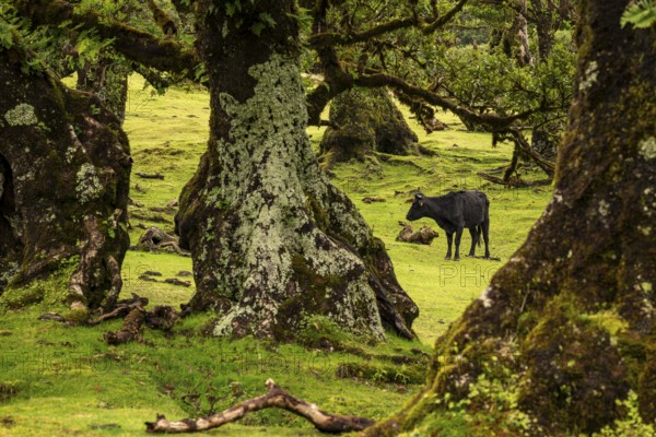 View of a grazing cow through the unspoilt laurel trees in the magical, mystical laurel forest of Fanal, Laurisilva Protected Area and UNESCO World Heritage Site, Madeira, Portugal