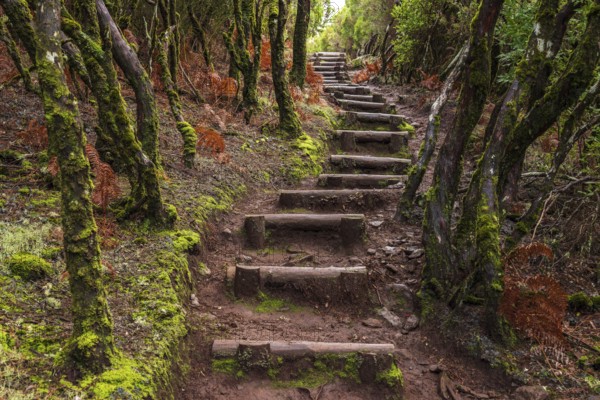 Wooden plank steps on a hiking trail in the Rabaçal nature reserve, lined with laurel trees, ferns and other tropical plants, Madeira, Portugal