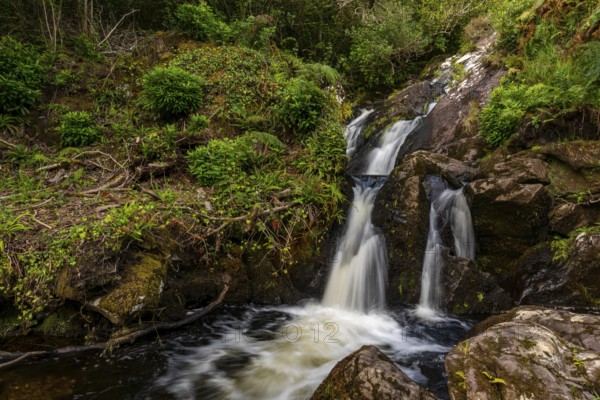 Small waterfall surrounded by lush vegetation in a mystical forest on the Derrynane Loop Walk, Derrynane National Park, Iveragh Peninsula, County Kerry, Ireland