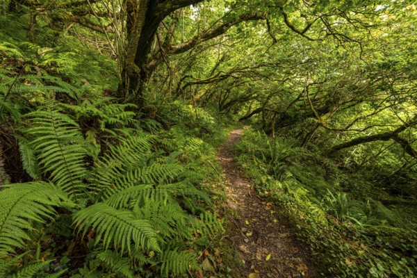 Hiking trail through a primeval forest with lush vegetation on the Derrynane Loop Walking Trail, Derrynane National Park, Iveragh Peninsula, County Kerry, Ireland
