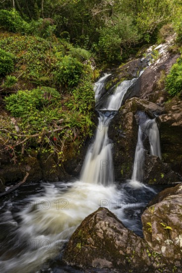 Small waterfall surrounded by lush vegetation in a mystical forest on the Derrynane Loop Walking Trail, Derrynane National Park, Iveragh Peninsula, County Kerry, Ireland