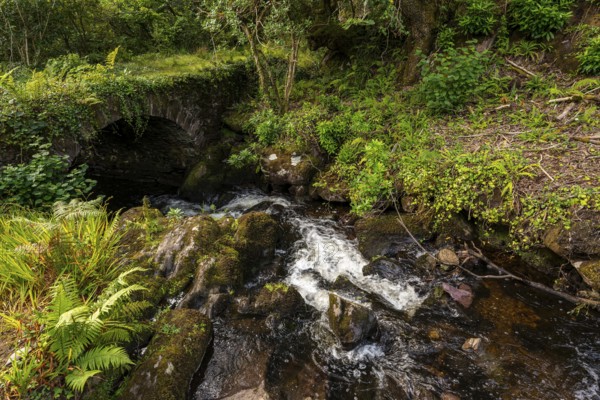 Stone bridge over a stream on a footpath through a primeval forest on the Derrynane Loop Walking Trail, Derrynane National Park, Iveragh Peninsula, County Kerry, Ireland