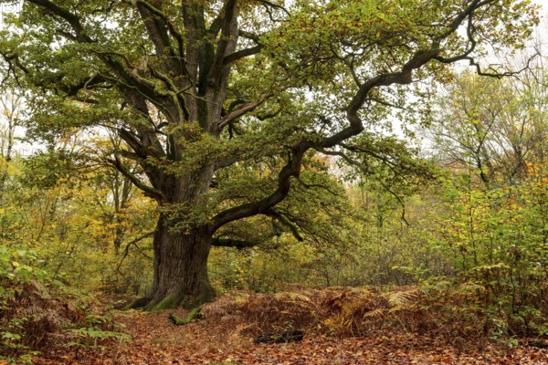 Trunk of the monumental black oak (Quercus robur) in an autumn scene in the Sababurg primeval forest, Reinhardswald nature park Park, Hesse, Germany