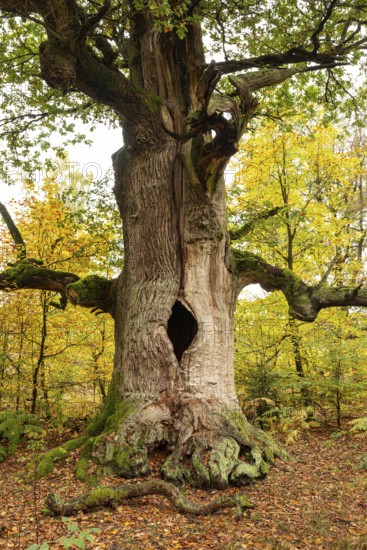Trunk of the monumental English oak (Quercus robur) in an autumn scene in the Sababurg primeval forest, Reinhardswald nature park Park, Hesse, Germany