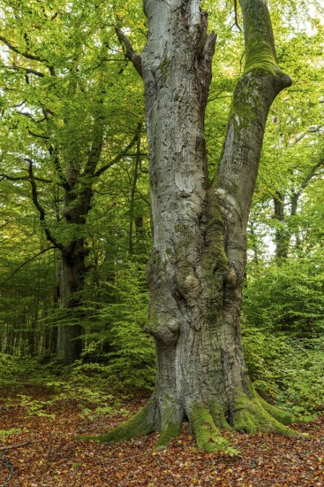 Trunk of a monumental copper beech (Fagus sylvatica) in a primeval forest, Reinhardswald nature park Park, Hesse, Germany
