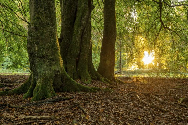 The evening sun shines on the moss-covered trunks of ancient beech trees in a deciduous forest, Reinhardswald nature park Park, Hesse, Germany