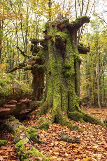 Autumnal forest scene with a trunk of an ancient, dead and bent tree covered with moss and tree fungi at the Sababurg primeval forest, Reinhardswald nature park Park, Hesse, Germany