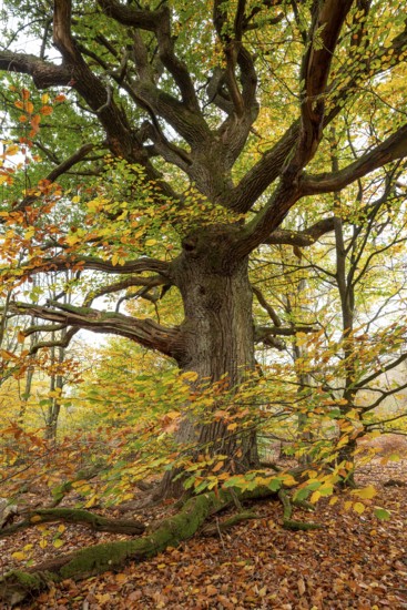 Trunk of a monumental English oak (Quercus robur) in an autumn scene in the Sababurg primeval forest, Reinhardswald nature park Park, Hesse, Germany