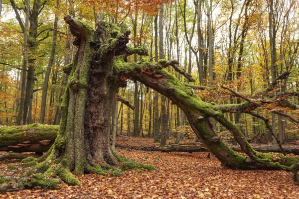 Autumnal forest scene with a trunk of an ancient, dead and bent tree covered with moss and tree fungi at the Sababurg primeval forest, Reinhardswald nature park Park, Hesse, Germany
