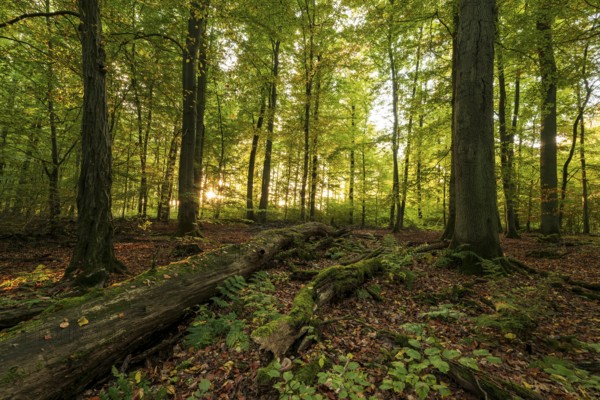 The morning sun shines into a primeval deciduous forest with moss-covered deadwood on the ground, Reinhardswald nature park Park, Hesse, Germany