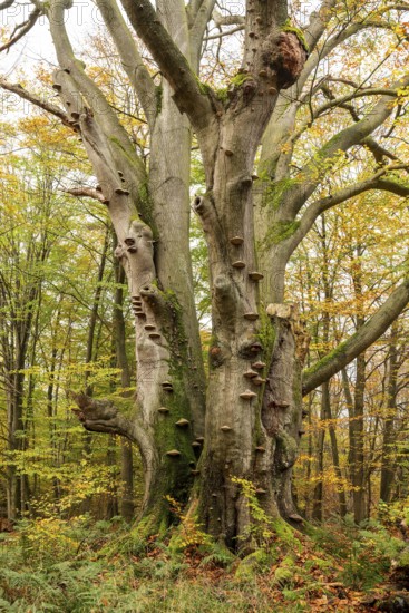 Dead beech (European beech, Fagus sylvatica) with countless tree fungi on the trunk, autumnal forest landscape in the Sababurg primeval forest, Reinhardswald nature park Park, Hesse, Germany