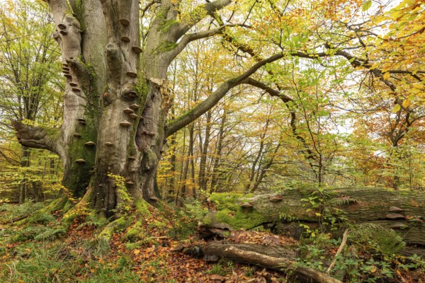 Dead beech (European beech, Fagus sylvatica) with countless tree fungi on the trunk, autumnal forest landscape in the Sababurg primeval forest, Reinhardswald nature park Park, Hesse, Germany