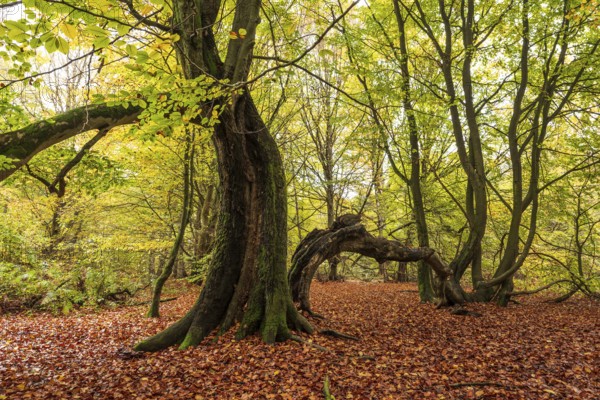 Autumn scene in the Sababurg primeval forest with an ancient tree with a split trunk, Reinhardswald nature park Park, Hesse, Germany
