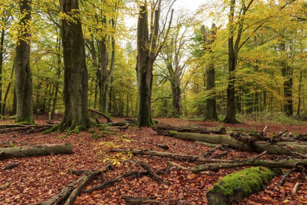 Autumnal forest landscape with a group of ancient beech trees and dead wood on the forest floor, Reinhardswald nature park Park, Hesse, Germany