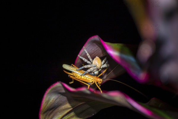 Comb spider (Ctenidae) with captured grasshopper, sitting on a leaf, at night, Puntarenas province, Costa Rica