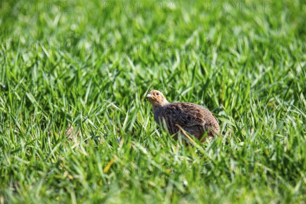 Grey partridge (Perdix perdix) Germany