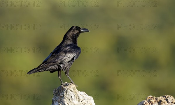 Raven (Corvus corax) on a rock, Extremadura, Spain