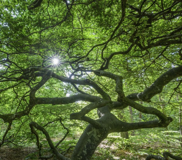Faux de Verzy beech forest, Verzy, Marne, France