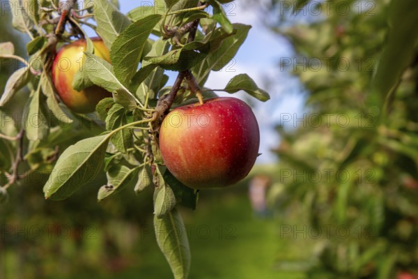 Apples ready for harvest at a fruit farm in the Palatinate